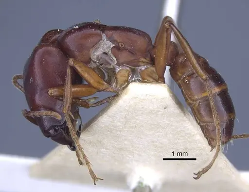 Dorylus congolensis - CASENT0916855