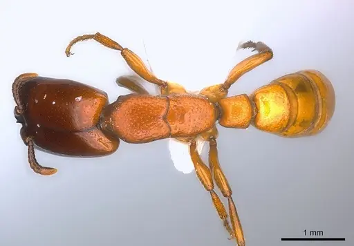 Dorylus conradti specimen