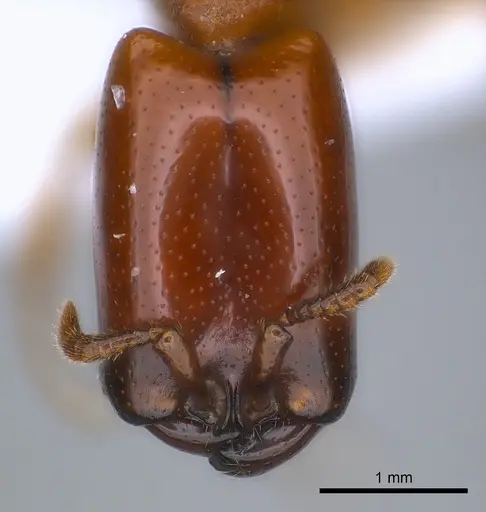 Dorylus conradti specimen