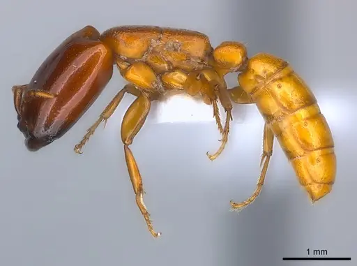 Dorylus conradti specimen