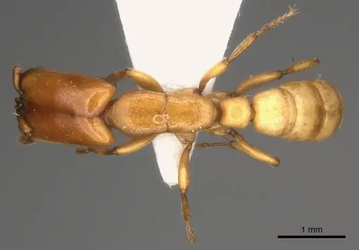 Dorylus conradti - CASENT0217464