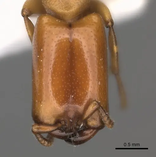 Dorylus conradti - CASENT0217464