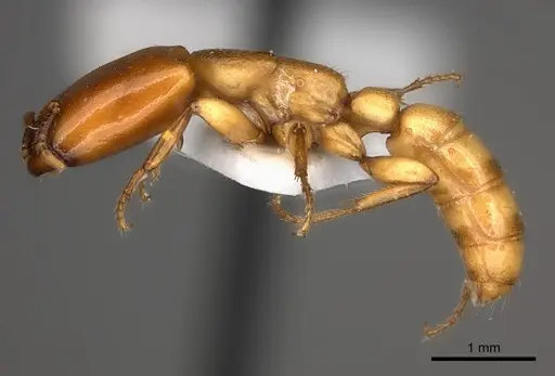 Dorylus conradti - CASENT0217464