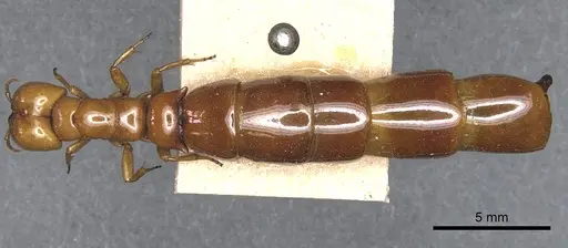 Dorylus conradti - CASENT0903712