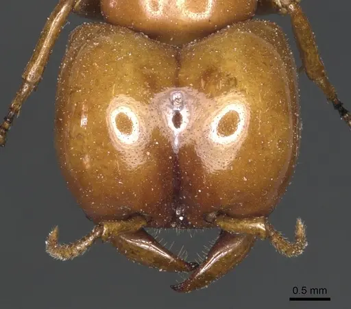 Dorylus conradti - CASENT0903712