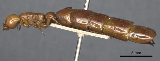 Dorylus conradti - CASENT0903712