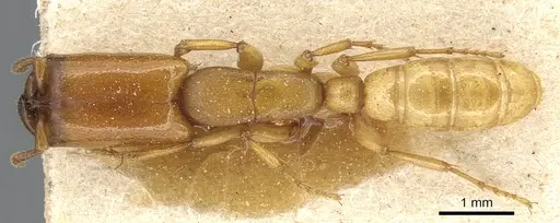 Dorylus conradti - CASENT0903713