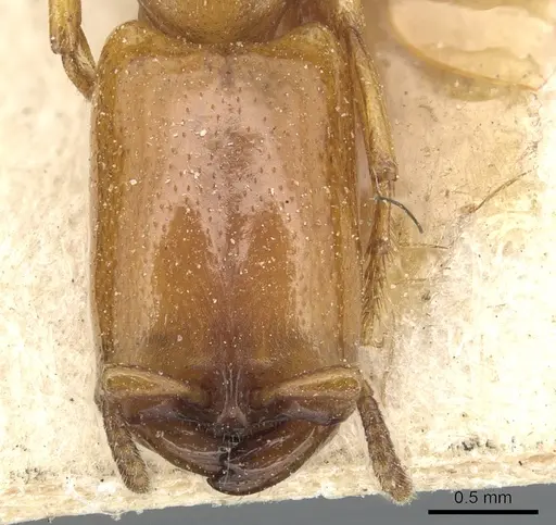 Dorylus conradti - CASENT0903713