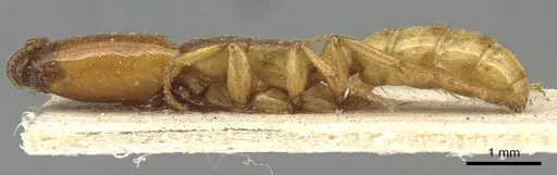 Dorylus conradti - CASENT0903713