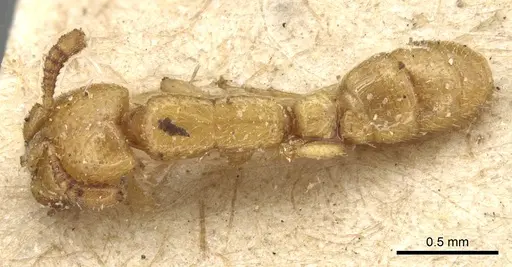 Dorylus conradti - CASENT0903714