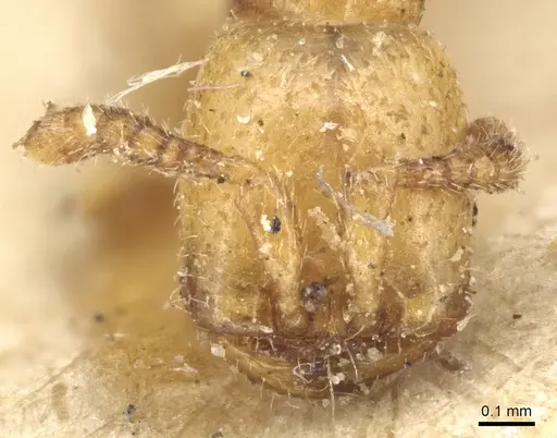 Dorylus conradti - CASENT0903714