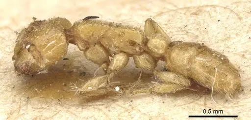 Dorylus conradti - CASENT0903714