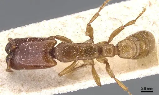 Dorylus conradti - CASENT0911279