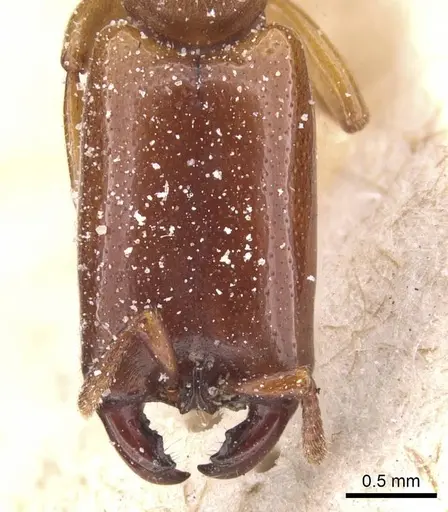 Dorylus conradti - CASENT0911279