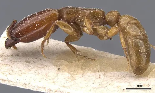 Dorylus conradti - CASENT0911279