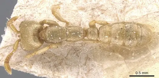 Dorylus conradti - CASENT0911280