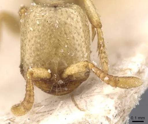 Dorylus conradti - CASENT0911280