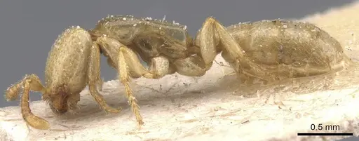 Dorylus conradti - CASENT0911280