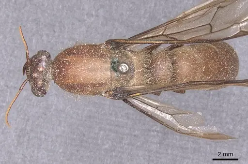 Dorylus depilis specimen