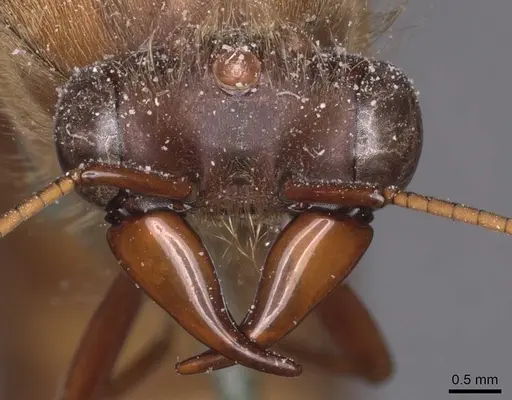 Dorylus depilis specimen