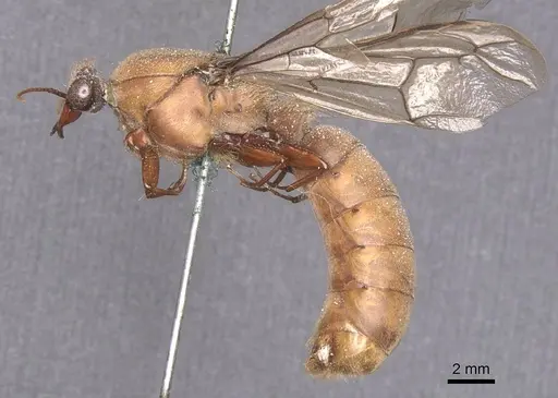 Dorylus depilis specimen