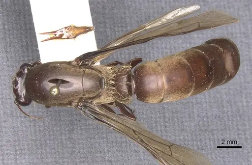 Dorylus depilis - RMCAENT000017704