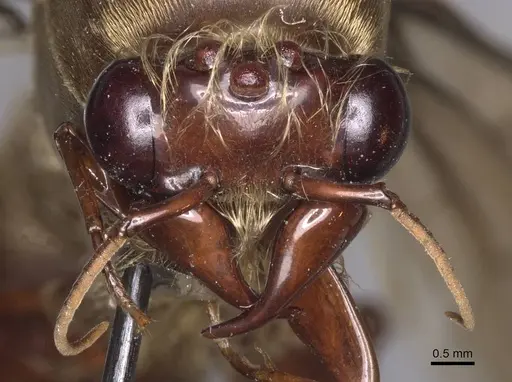 Dorylus depilis - RMCAENT000017704