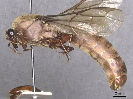 Dorylus depilis - RMCAENT000017704