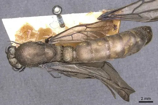 Dorylus diadema specimen