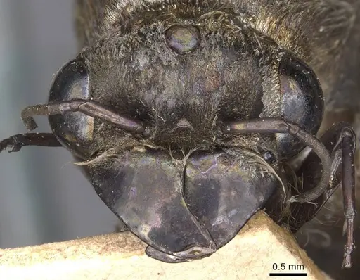 Dorylus diadema specimen