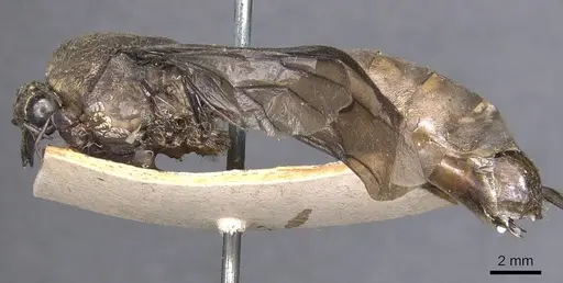 Dorylus diadema specimen