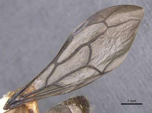 Dorylus diadema - CASENT0905932