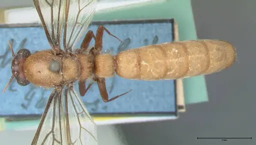 Dorylus diadema - FOCOL1118