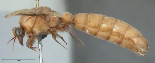 Dorylus diadema - FOCOL1118