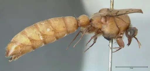 Dorylus diadema - FOCOL1118