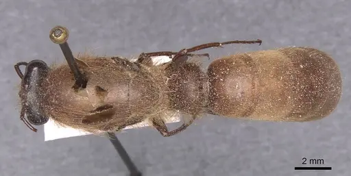 Dorylus distinctus specimen