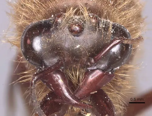 Dorylus distinctus specimen