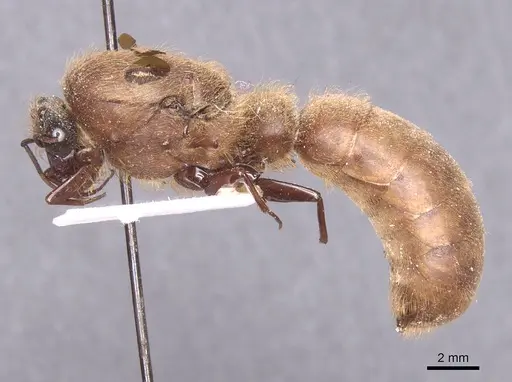 Dorylus distinctus specimen