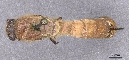 Dorylus ductor specimen