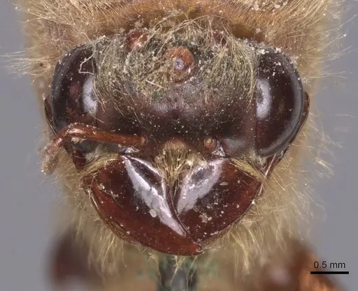 Dorylus ductor specimen