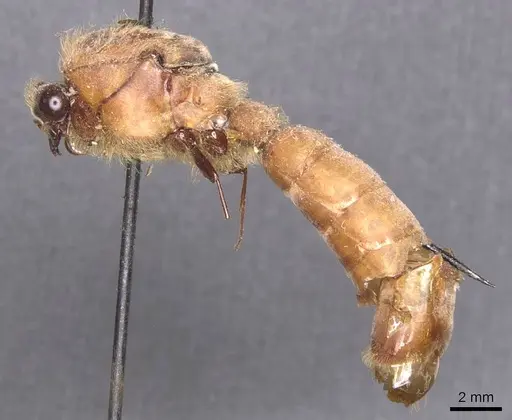 Dorylus ductor specimen