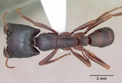 Dorylus emeryi specimen