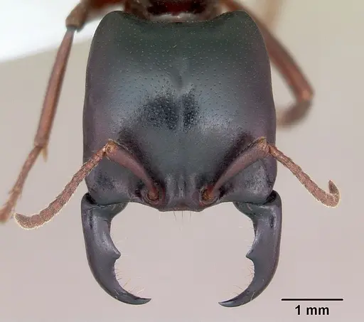 Dorylus emeryi specimen