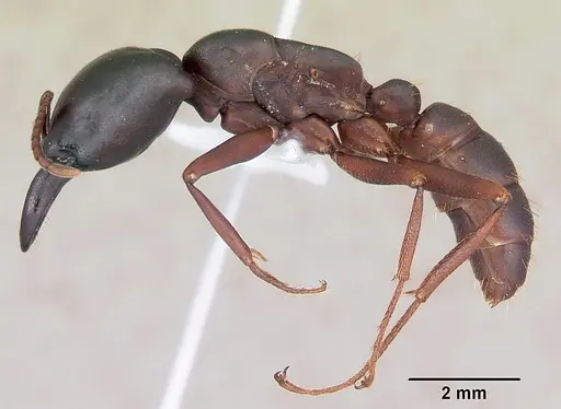 Dorylus emeryi specimen