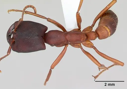 Dorylus emeryi - CASENT0172644