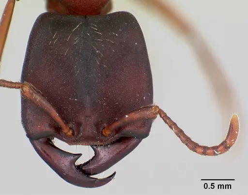 Dorylus emeryi - CASENT0172644