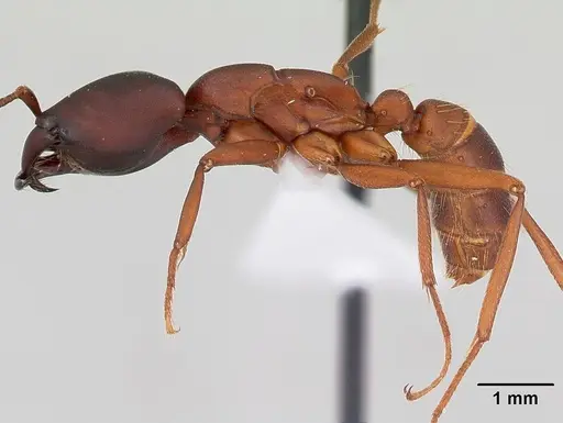 Dorylus emeryi - CASENT0172644