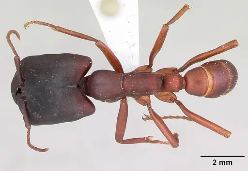 Dorylus emeryi - CASENT0172645