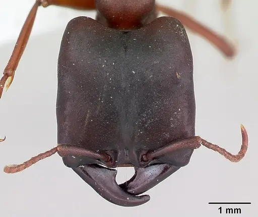 Dorylus emeryi - CASENT0172645