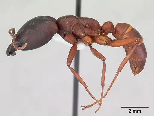 Dorylus emeryi - CASENT0172645